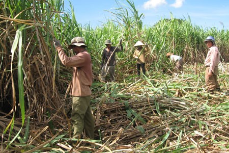 New rural development in Gia Lai: old and new methods combined  - ảnh 2